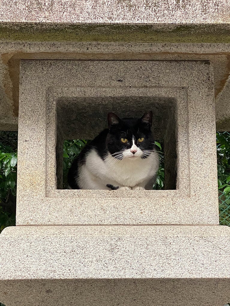 田中さんが大好きなハチワレ。