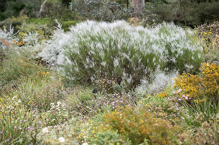スモークブッシュ。