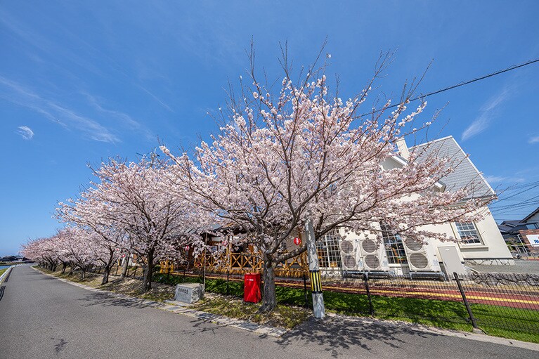 由良川桜並木（鳥取県北栄町）