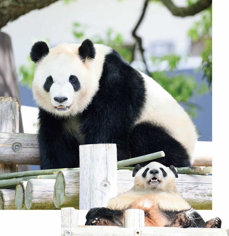 【彩浜（さいひん）メス／6歳】