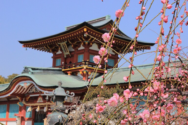 梅の名所 防府天満宮。