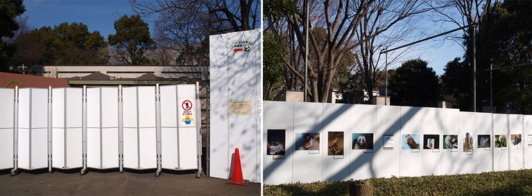 東園パンダ舎の改修工事の仮囲い。左：入口の前。右：「飼育係のとっておき写真館」と紹介されている。（2011年1月21日、筆者撮影）