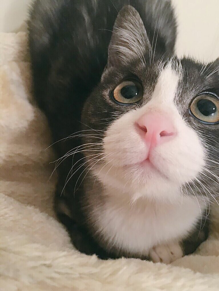 三宅 オス 8歳。少し前のお写真ですが、この度8歳を迎えた記念にエントリーさせていただきました。超絶甘えん坊で活発ないつまで経っても仔猫の一面を持つ可愛い息子です。あっという間の8年、もうちょっとゆっくり成長してほしいです（amyさん）。