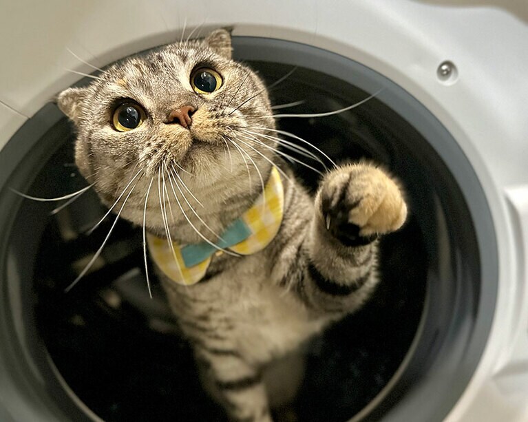 ととろ ♀ 3歳。洗濯機は私がお風呂に入る時の待合室！ お風呂に入る準備を始めると毎日ここで待機しています。可愛すぎて遊んでしまってなかなかお風呂に入れません♡（とと空色さん）