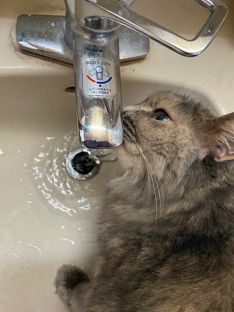 みどり ♀ 10歳。ほぼ毎日、洗面台に飛び乗っては、水を出すように請求されます。飲み終わるまで人間は待機です。ボランティアさんに保護されて推定1才くらいでうちの子になりました。セミロングのとっても柔らかいモフモフは我が家の癒しです（Merryさん）