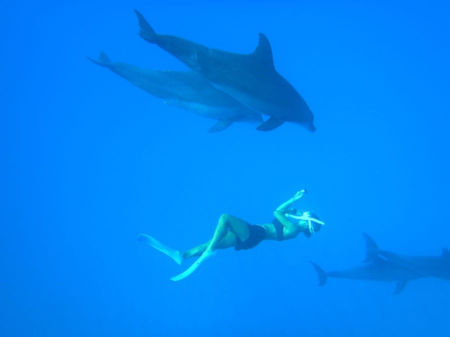 竹ネイチャーアカデミーの南島ツアーの途中、イルカと遭遇。一緒に泳いでいるのはガイドの朱里さん。