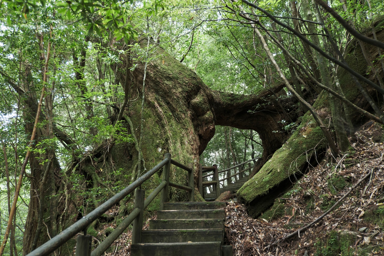 ヤクスギランドのくぐり栂。入園料は協力金として大人1名800円。