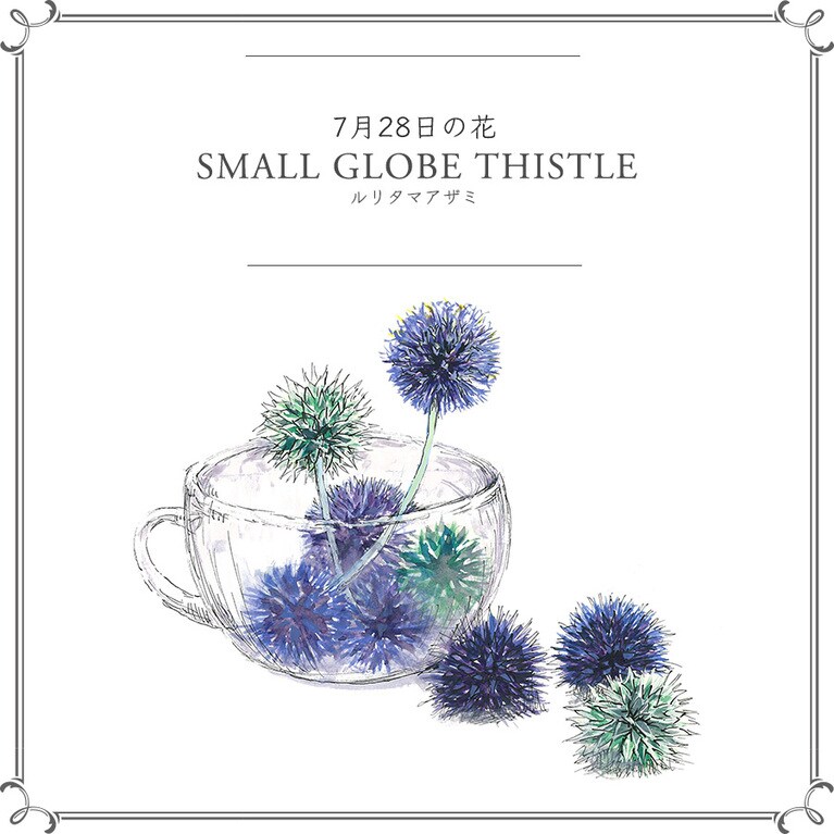 7月28日の花「ルリタマアザミ」