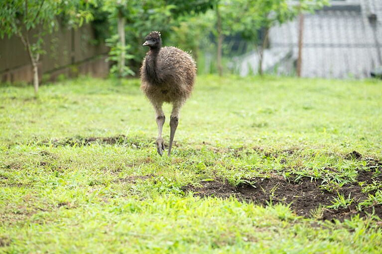 エミュー。
