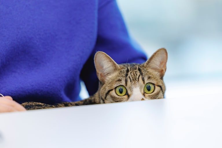 ドロンパくん。