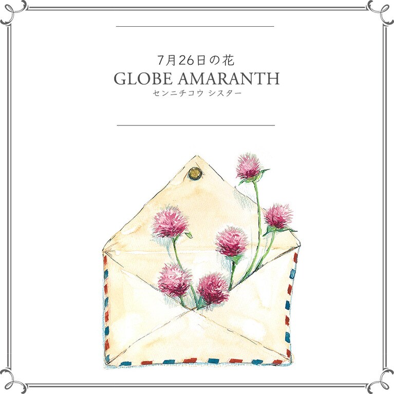 7月26日の花「センニチコウ シスター」