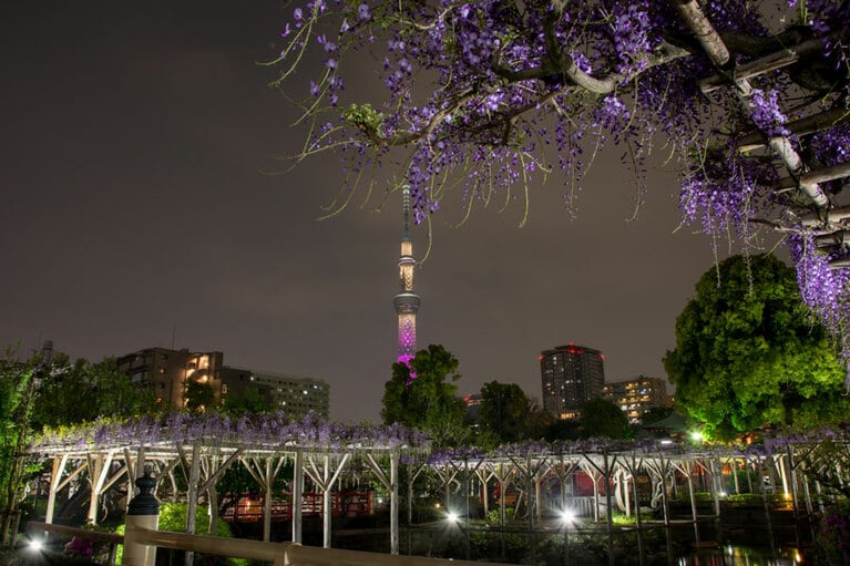 亀戸天神社の藤棚とスカイツリー。