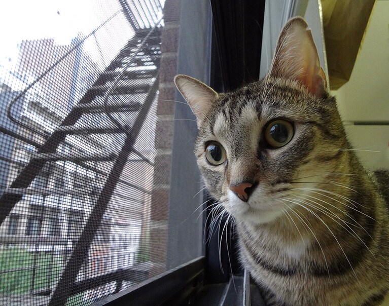 ライオン ♂ 4歳。ニューヨークでアダプトして日本に帰国した海外生活の同志。