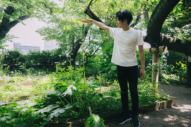 アカンサスはギリシア語で「トゲ」の意味。和名はハアザミで家紋にも用いられたとか。