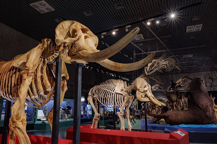 本展会場でのアフリカゾウとアジアゾウの全身交連骨格の展示の様子（撮影：山本倫子）