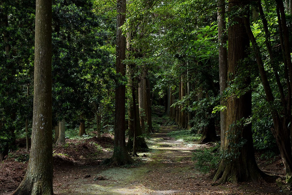 「波治加麻神社」に向かう参道は自然の階段。