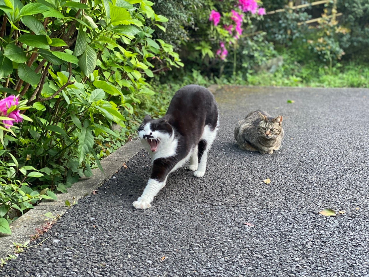 田中さんが撮った自然体の猫たち。