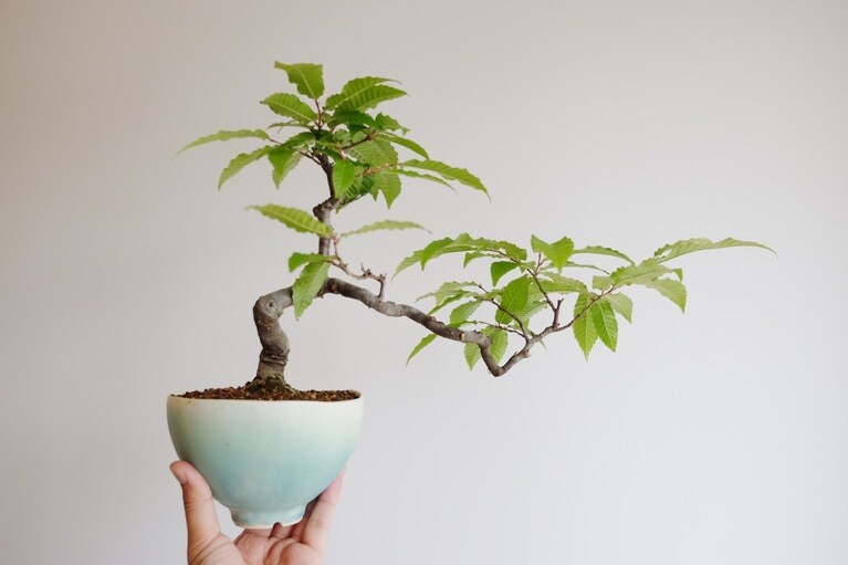 栗（鉢：中園晋作）。