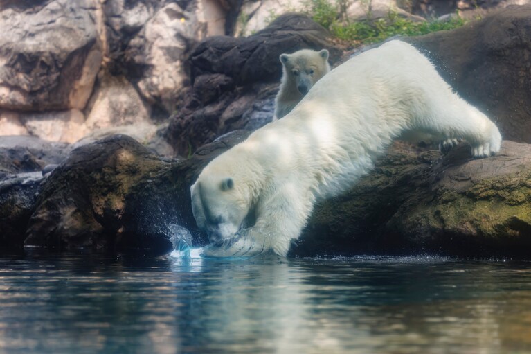 ライの落としたおもちゃを取りにいってあげるように飛び込むイッちゃん。