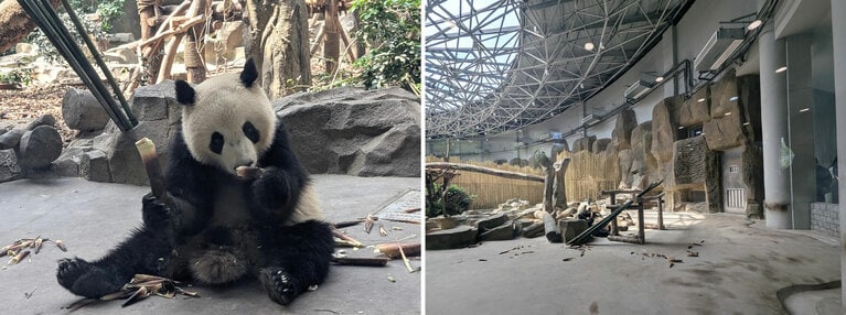 「星漢館」の屋内にいた喜蘭。ネームプレートにアトランタ生まれだと記されている。屋内で観覧できるのは2室で、このときは喜蘭と雄浜がいた。2025年4月30日（水）。