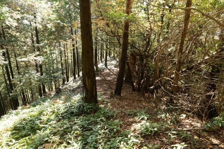 大木の向こう側に山口城の南端となる堀切が