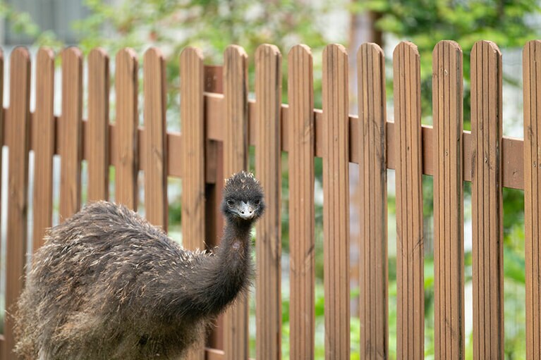 エミュー。