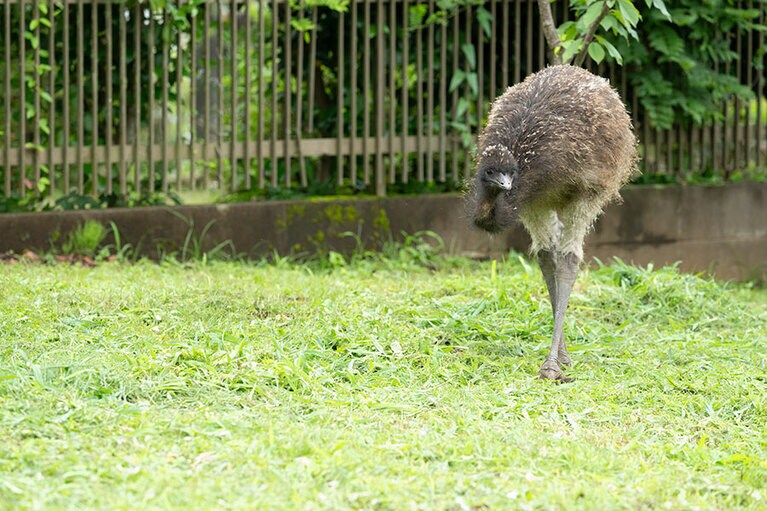エミュー。