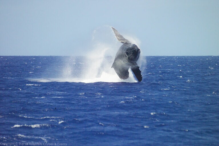 迫力満点！ザトウクジラのブリーチング。
