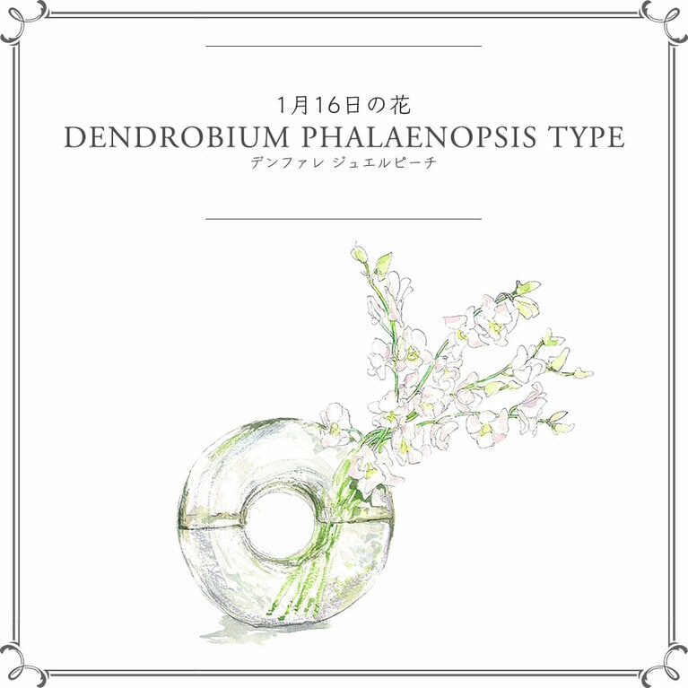 1月16日の花「デンファレ ジュエルピーチ」