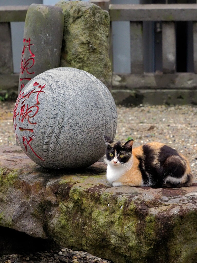 「今年の『日本シリーズ』は、どのチームが優勝するのかニャ？」