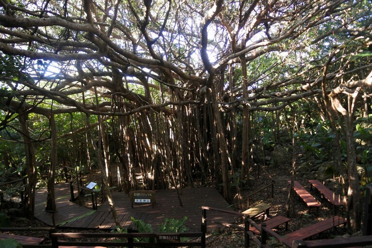 濃い影を落とす、巨大なガジュマルの木。