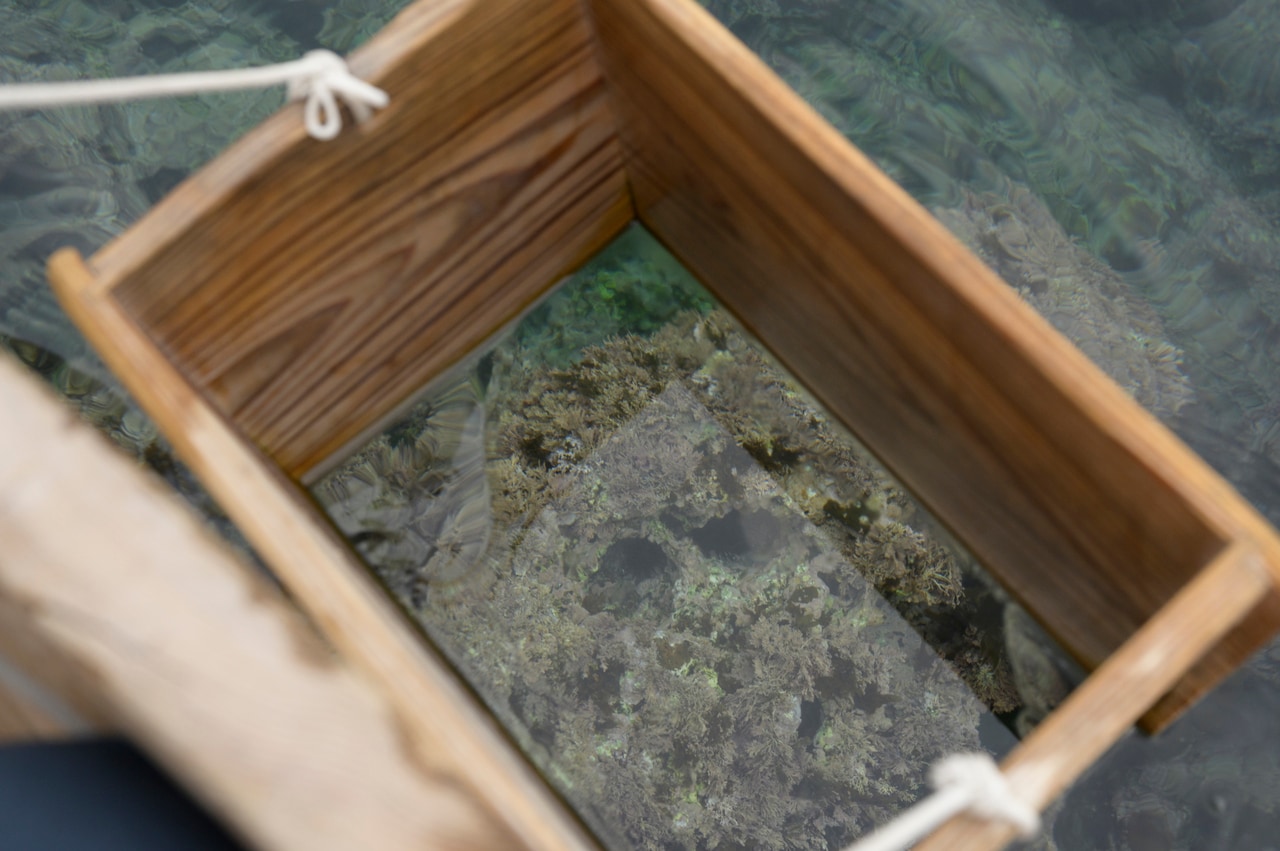 はんぎりから箱メガネで海面を覗くと、海藻が驚くほどクリアに。宿根木の海は澄んでいて海底で採れる海藻やサザエまで見えます。