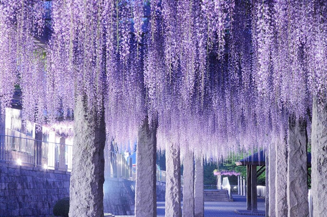 藤岡ふじまつり。写真提供:ググっとぐんま写真館