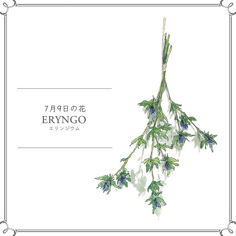 7月9日の花「エリンジウム」