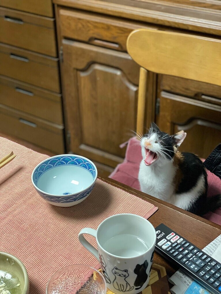 ミッポ ♀ 4カ月。ｺﾞﾊﾝﾏﾀﾞﾅﾉーーーーーー!?って感じの表情を激写できました（あやこさん）