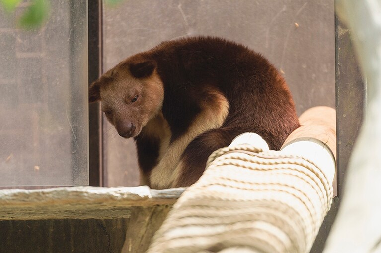 セスジキノボリカンガルー。カンガルー科ですが、体長は約60cmと小柄。カンガルーはピョンピョンと後ろ足で跳ねますが、この種は後ろ足を交互に動かして歩くことができる唯一のカンガルーです。ちなみに、「キノボリ」は得意ですが降りるのは苦手。