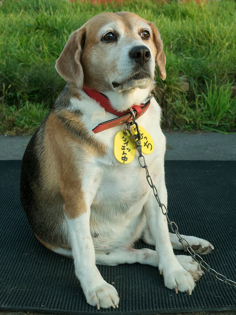 vol.040「最近のお客さんはケチになったワン。ソーセージを分けてくれなくなったワン……」