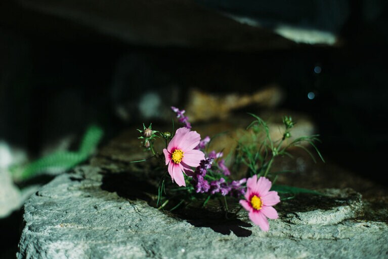 館内のあちこちに愛らしい花や植物が。