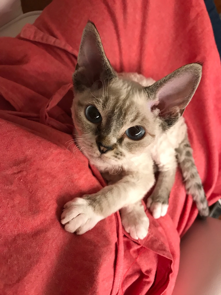 +1  (たすいち) ♂ 2歳。うしろアンヨの指が一本ないから、名前でひとつ、足しました。+1と書いて「たすいち」。犬兄さん達と仲良しです。