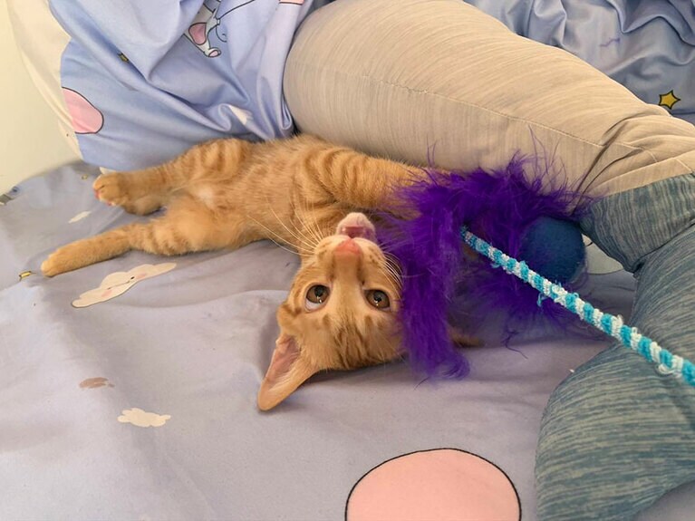うちの子ベストショット①「子猫の時から今も飽きないおもちゃ、もう20本目くらい」
