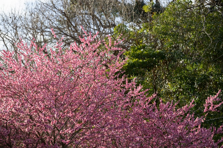 《早春の絶景散歩》紅白の梅の先には瀬戸内海、園内には古墳も！西日本随一の梅の名所「綾部山梅林」へ【兵庫県】