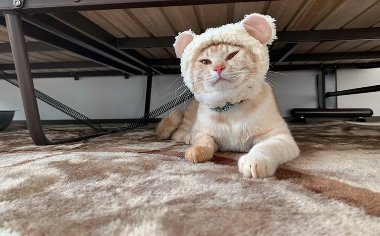 大作（だいさく） オス 4歳。とても気持ちよさそうに寝ていました。こちらまで幸せになりました（るうくさん）。