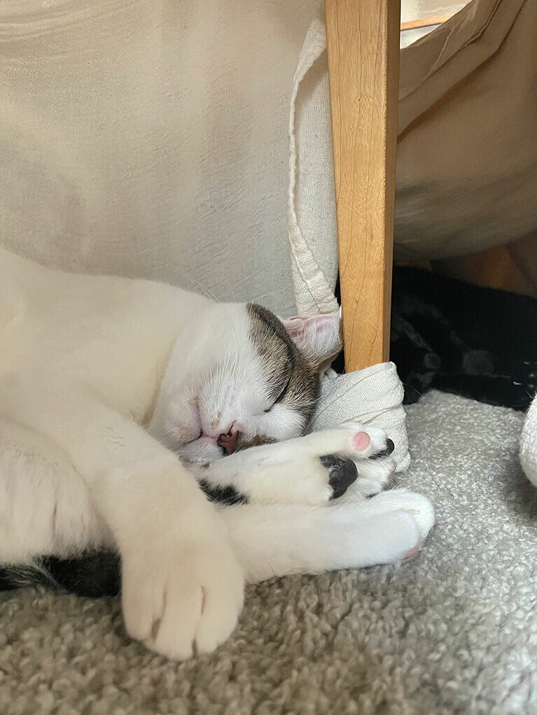 アン ♂ 6歳。（アルさん）