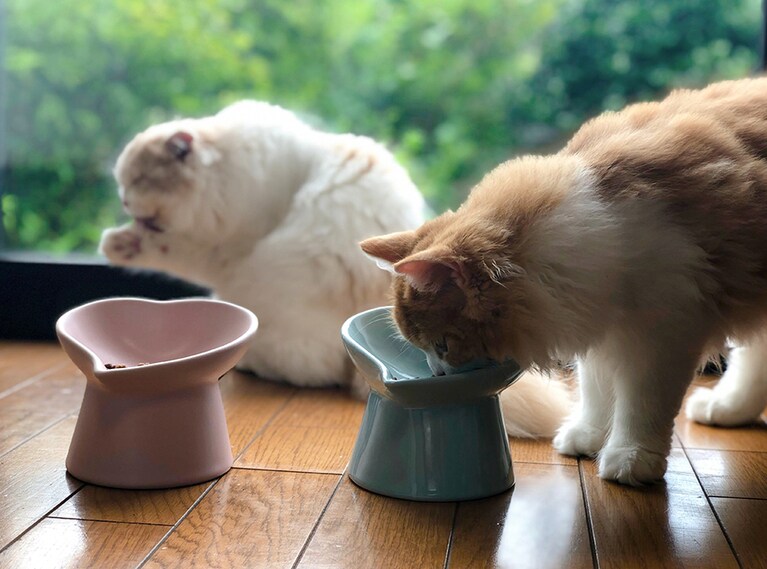 うどん＆そば ♀ 0歳。食事と身だしなみをしっかりしてたら美猫になれるかな。