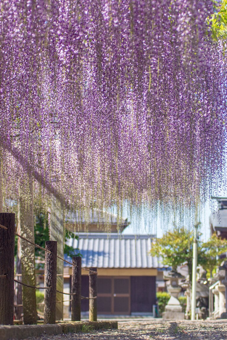 三大神社の藤棚。