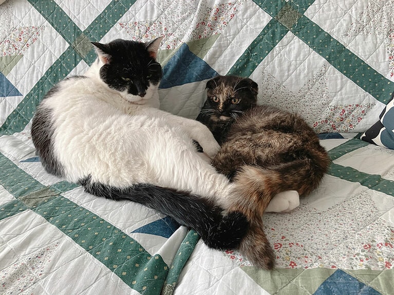 デニーロとはるみ オス 12歳。はるみちゃん（生後5ヶ月スコティッシュフォールド）は我が家に来てまだ1週間と少しですが、先住猫のデニーロ兄さんが優しいのであっという間に仲良くなり、リラックスして過ごしています。今回の写真も我が家にきて6日目くらいですが、2匹でハート♡模様を作っていました（やすこさん）。