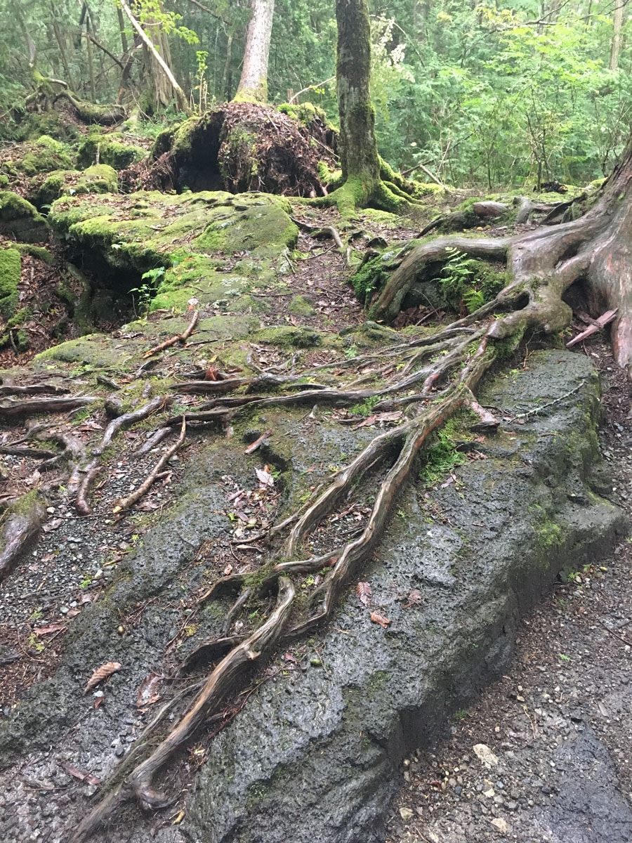 周辺の樹海は、富士山の溶岩に木々が根を張る独特の森。