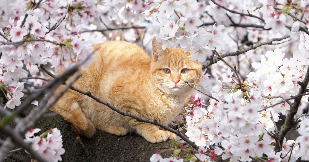 桜猫ฅ( ̳• ·̫ • ̳ฅ)♡ 桜の楽しみ方は猫が一番知っている？ 「人間よ、花見の正解はこれニャ