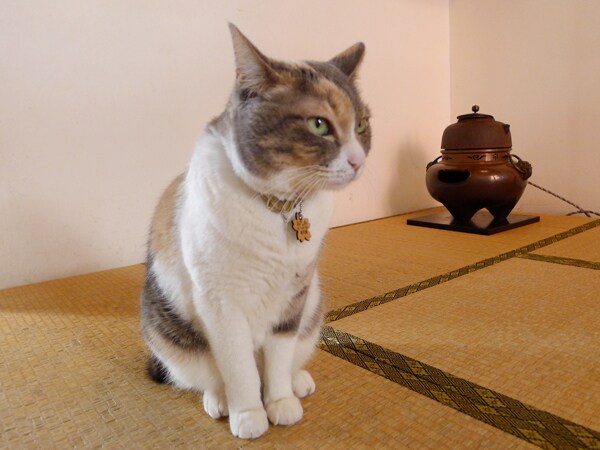 桜新町・サザエさん通りの三毛猫みーちゃんのネコパンチ！ | 梅津
