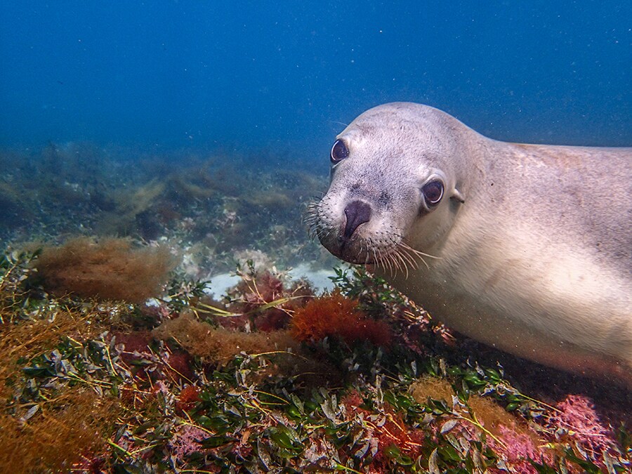 野生のアシカと一緒に泳げるのは例年9～5月。photo:Tourism Australia